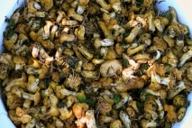 Pfifferlinge Pilze auf einem Haufen