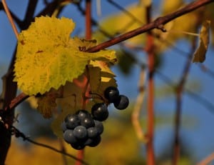 Der Weinjahrgang 2013 könnte wegen geringerer Ernteerträge mancherorts etwas teurer werden. Foto: berggeist007  / pixelio.de