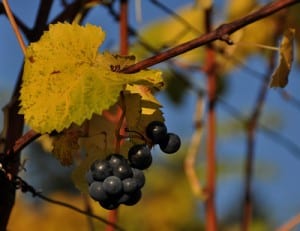 Der Weinjahrgang 2013 könnte wegen geringerer Ernteerträge mancherorts etwas teurer werden. Foto: berggeist007 / pixelio.de