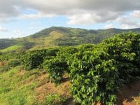 Kaffeeplantage in Brasilien