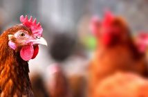Apetito schließt sich Masthuhn-Initiative an