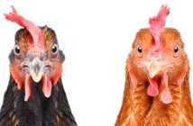 Hühnermast: Deutsche Caterer heben Standards